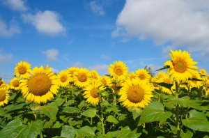 Girasoli by Ferdinando Maino