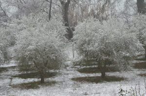 ulivi_neve_maino