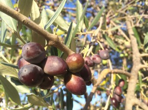 olive tree - credit olivia pasini